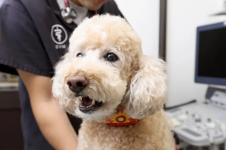 手術を実施（セカンドオピニオンにも対応）