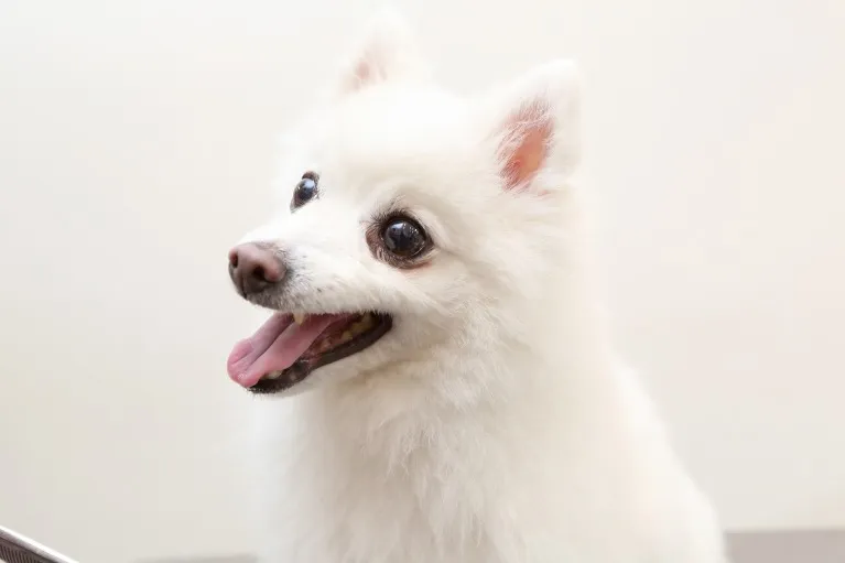 低刺激シャンプーを使用しています